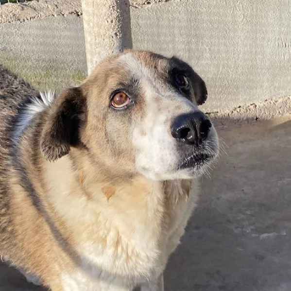 FLORA tenera cagnolina 9 anni e mezzo cerca casa | Foto 1