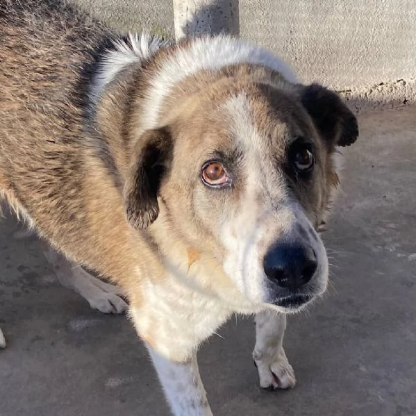 FLORA tenera cagnolina 9 anni e mezzo cerca casa | Foto 0