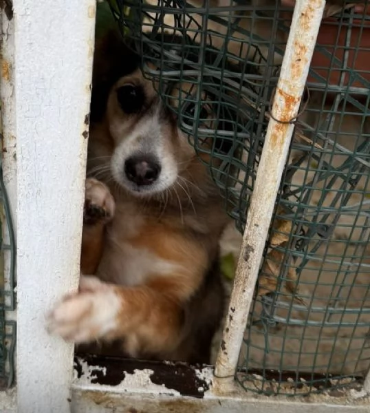 DIAMANTINA dolce cagnolina 11 anni cerca casa | Foto 4