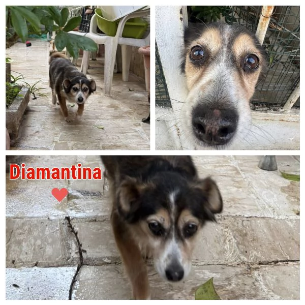 DIAMANTINA dolce cagnolina 11 anni cerca casa