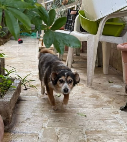 DIAMANTINA dolce cagnolina 11 anni cerca casa | Foto 3