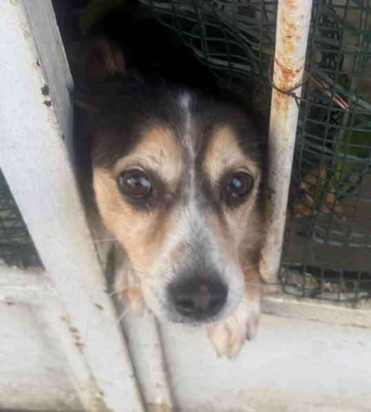 DIAMANTINA dolce cagnolina 11 anni cerca casa | Foto 1