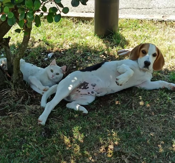 Arturo beagle 3 anni cerca casa (rinuncia di proprietà)