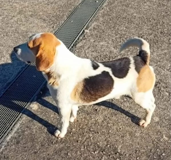 Arturo beagle 3 anni cerca casa (rinuncia di proprietà) | Foto 3