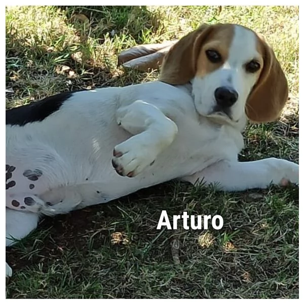 Arturo beagle 3 anni cerca casa (rinuncia di proprietà) | Foto 2