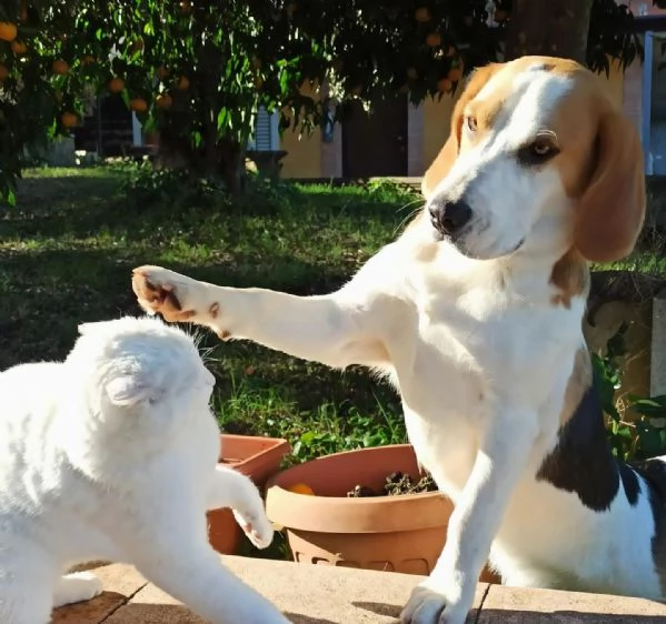 Arturo beagle 3 anni cerca casa (rinuncia di proprietà) | Foto 0