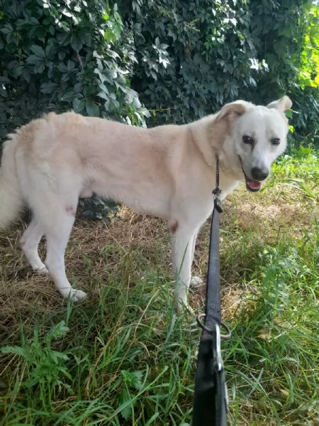 OLIVER taglia grande, va d’accordo con cani e gatti | Foto 0