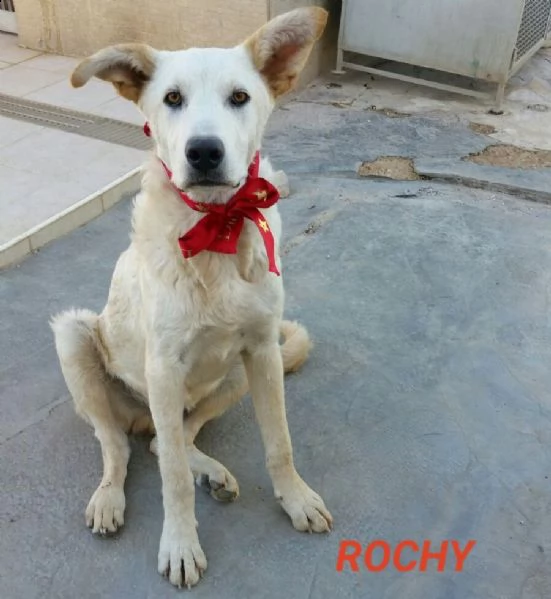 rocky voglio una famigliaaaa!!! | Foto 4