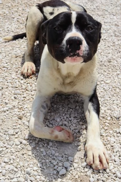 CHICCO - mix Pit/Amstaff bianco e nero, giovane