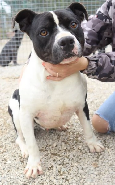 CHICCO - mix Pit/Amstaff bianco e nero, giovane | Foto 0