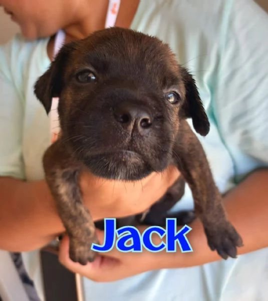 JACK, in canile già a pochi mesi di vita