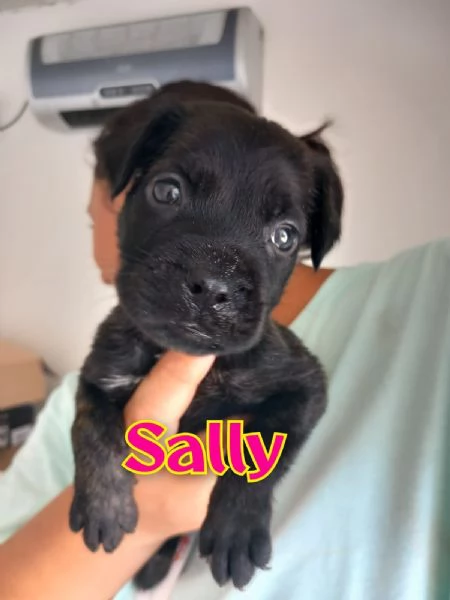 SALLY, piccolissima e già in canile