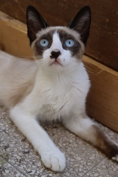 MICIO-MICIO, simil siamese, 3 mesi ca | Foto 3