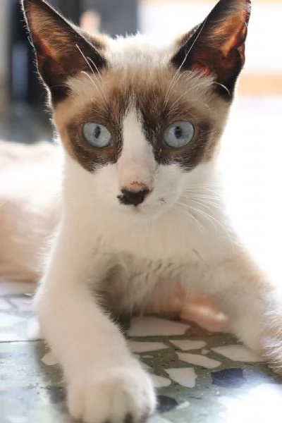 MICIO-MICIO, simil siamese, 3 mesi ca | Foto 2