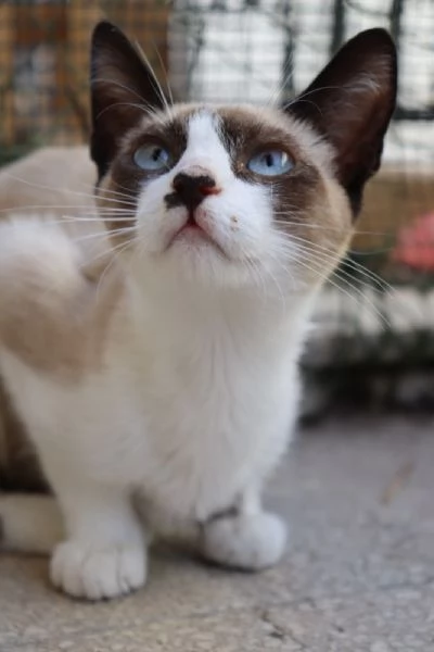 MICIO-MICIO, simil siamese, 3 mesi ca