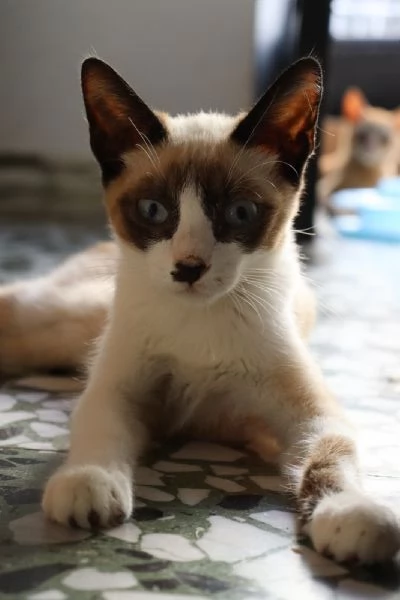 MICIO-MICIO, simil siamese, 3 mesi ca | Foto 1