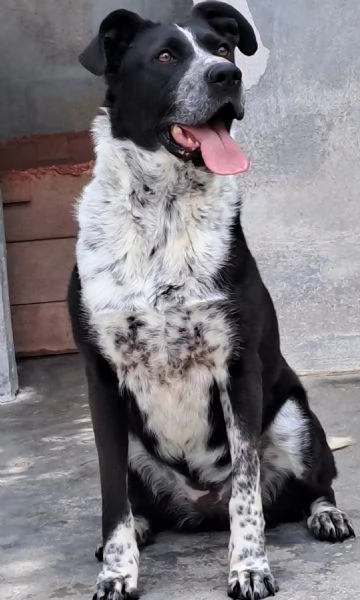 FENICE, dolcissima cagnolona