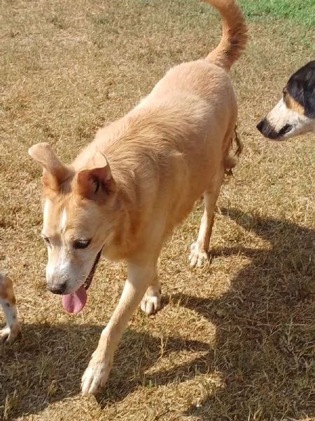 BUDINO, una vita piena di difficoltà  | Foto 2