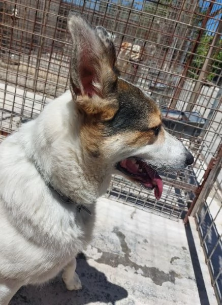 BALU', povero cane abbandonato | Foto 0