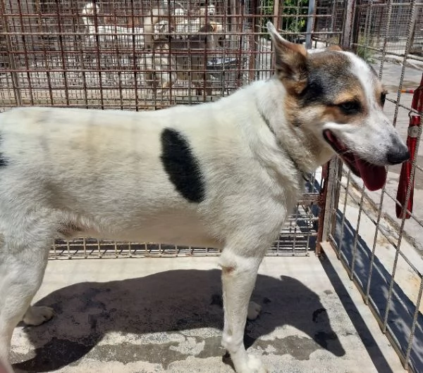 BALU', povero cane abbandonato