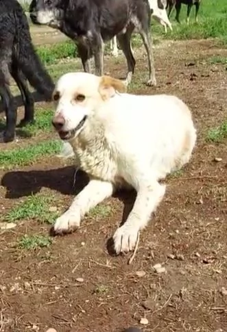 snoopa, nata nel 2019, mai un momento di serenità | Foto 2