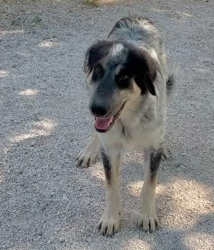 ermes taglia medio pelo lungo, mix border | Foto 5