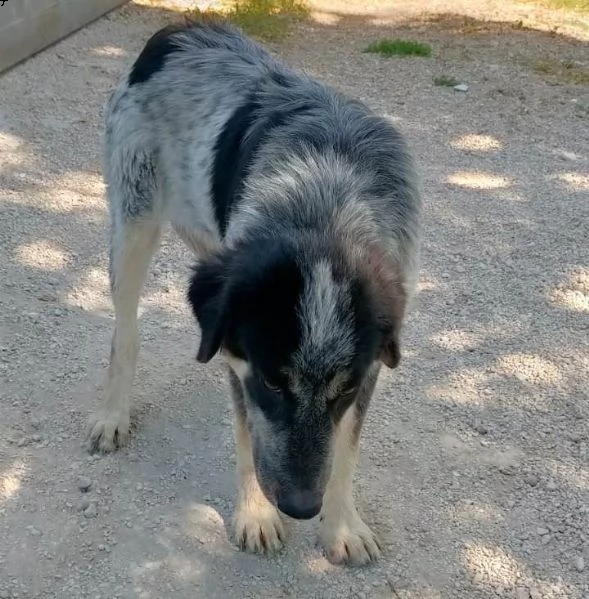 ermes taglia medio pelo lungo, mix border | Foto 3