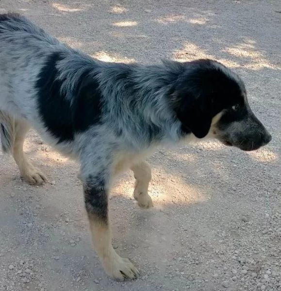 ermes taglia medio pelo lungo, mix border | Foto 2