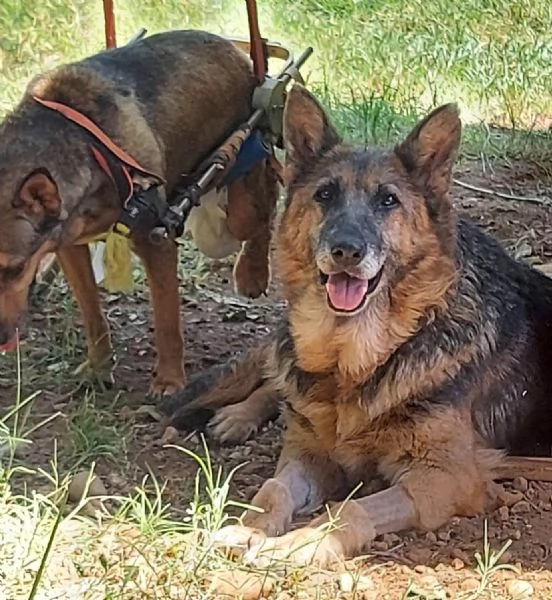 GAIA dolce e docile lupacchiotta | Foto 0