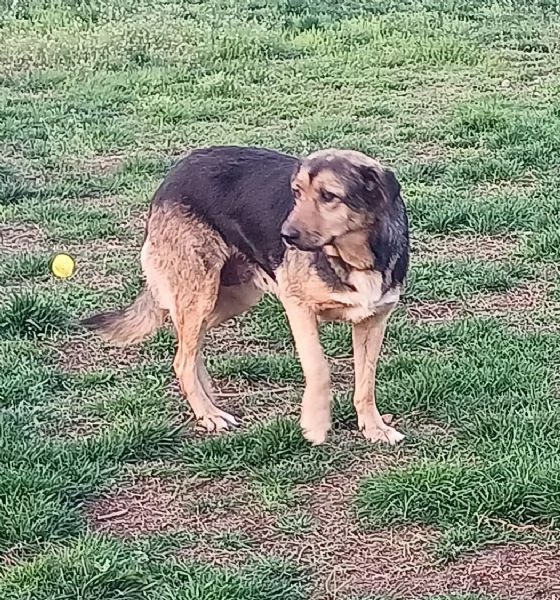 ANNA, dolce cagnolina cieca a un occhio salvata da una brutta fine | Foto 6