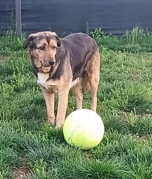 ANNA, dolce cagnolina cieca a un occhio salvata da una brutta fine | Foto 5