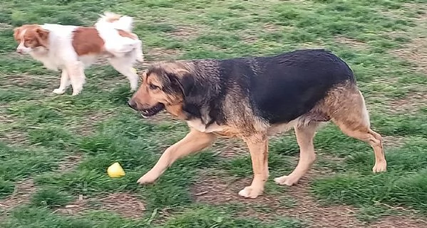 ANNA, dolce cagnolina cieca a un occhio salvata da una brutta fine | Foto 4