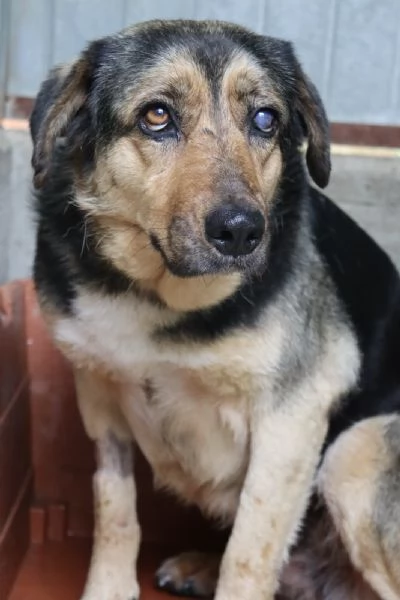 ANNA, dolce cagnolina cieca a un occhio salvata da una brutta fine | Foto 2