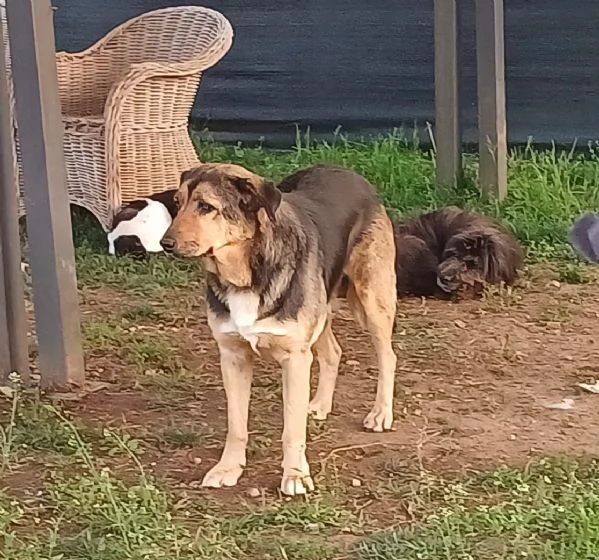 ANNA, dolce cagnolina cieca a un occhio salvata da una brutta fine | Foto 0