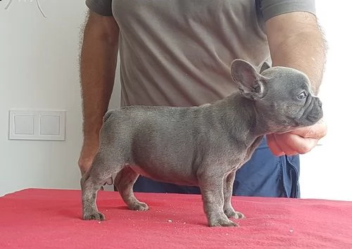 disponibili cuccioli bulldog francese con pedigree