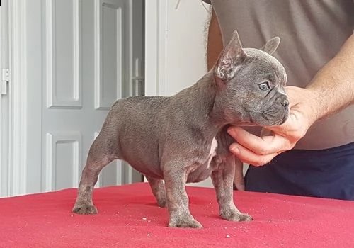 disponibili cuccioli bulldog francese con pedigree | Foto 0