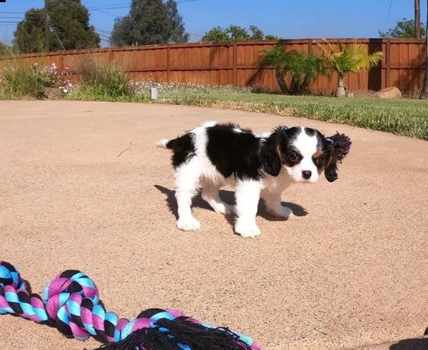 cuccioli di cavalier king nati in casa