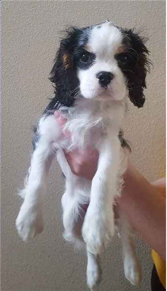 cuccioli di cavalier king nati in casa | Foto 1