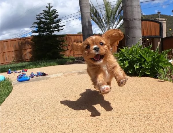 cuccioli di cavalier king nati in casa | Foto 0