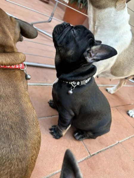 Cuccioli di bulldog francese  | Foto 3