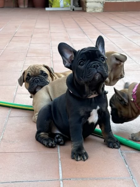 Cuccioli di bulldog francese  | Foto 1