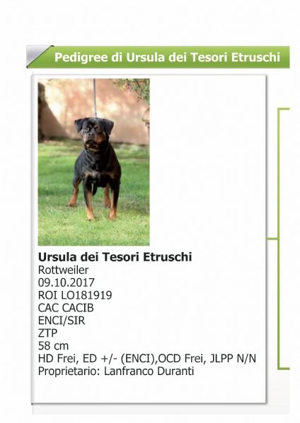 Rottweiler Cucciolo | Foto 3