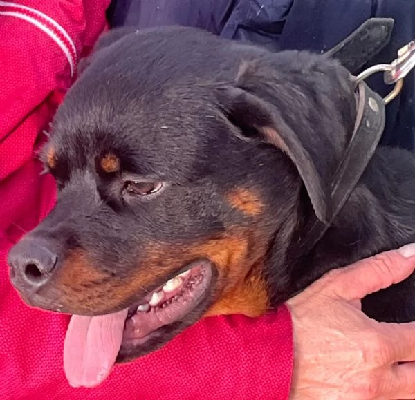 Rottweiler Cucciolo