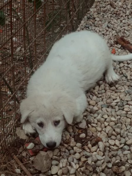 MAREMMANO ABRUZZESE E PAST PIRENEI CUCCIOLI REGALO