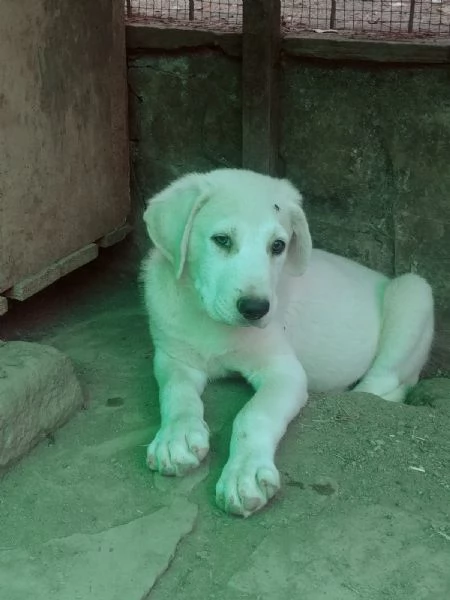 MAREMMANO ABRUZZESE E PAST PIRENEI CUCCIOLI REGALO | Foto 2