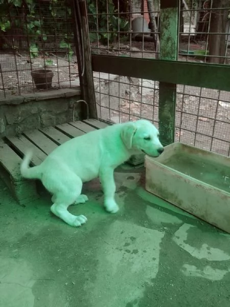 MAREMMANO ABRUZZESE E PAST PIRENEI CUCCIOLI REGALO | Foto 1