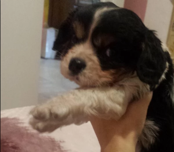 Bellissimi Cuccioli Di Cavalier King