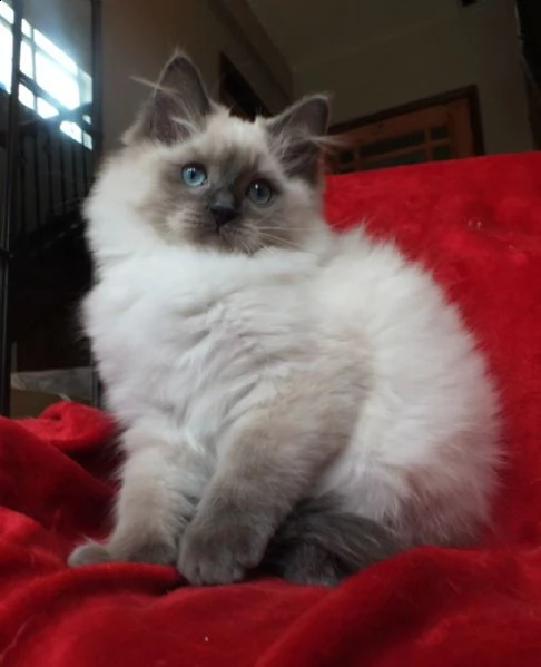 gattino ragdoll  | Foto 1