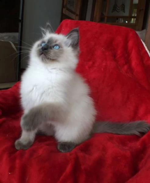 gattino ragdoll 