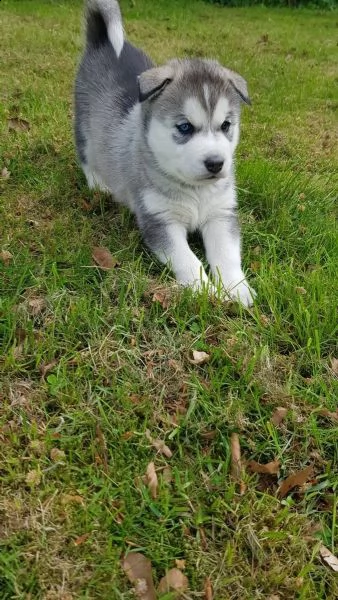 siberian husky cuccioli occhi color ghiaccio stupendi | Foto 2